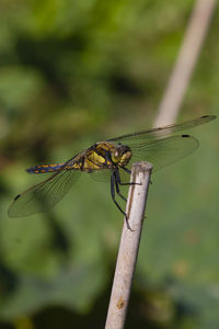 Close-up of dragonfly on plant