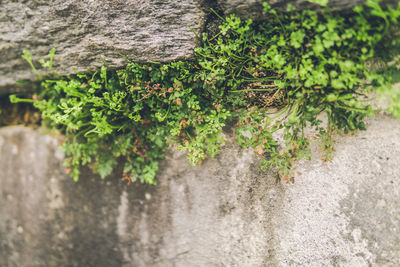 Close-up of ivy growing on wall