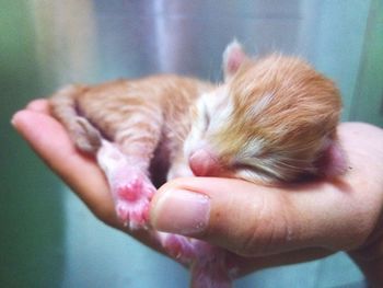 Close-up of a hand holding cat