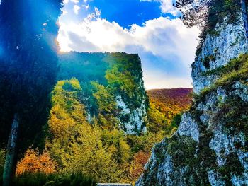 Panoramic view of trees in forest against sky