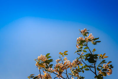 Low angle view of flowering plant against blue sky