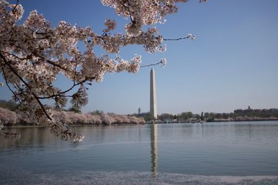 Cherry blossoms in dc