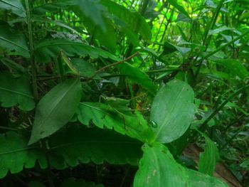 Close-up of insect on plant