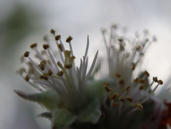 Close-up of white flowering plant