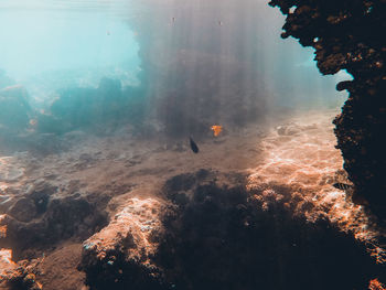 View of fish swimming in sea