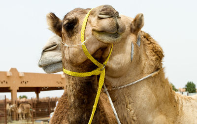 Close-up of camel against clear sky