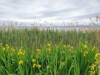 Crops growing on field against sky