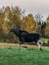 animal