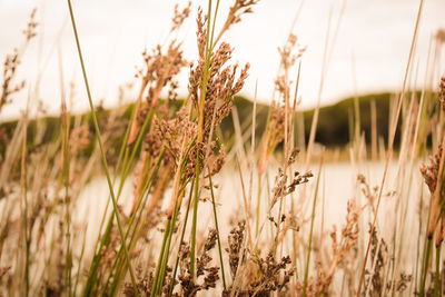 Close-up of grass growing in field