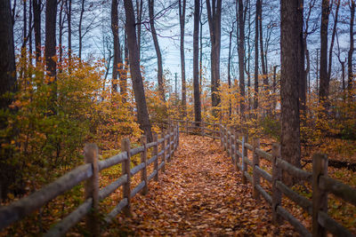 Trees in forest during autumn