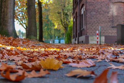 Autumn leaves on footpath