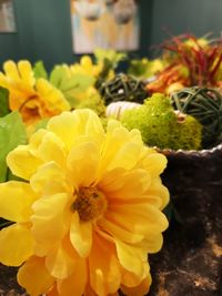 Close-up of yellow flowering plant