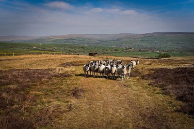 Horses in a field