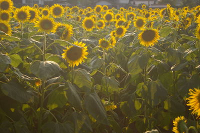 Close-up of yellow flowering plant on field