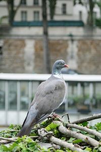 Close-up of bird perching on retaining wall