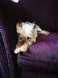 Close-up of dog relaxing on purple