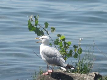 Heron perching on lake