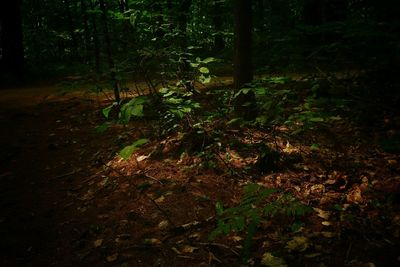 Trees in forest