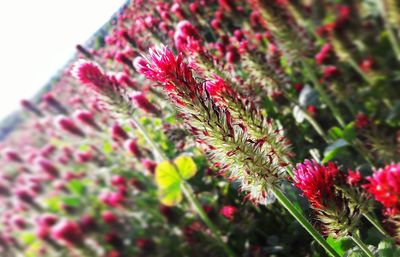 Close-up of pink flowers blooming outdoors