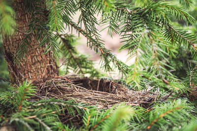 An empty bird nest in a fir tree