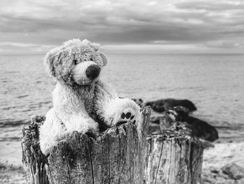 Teddy bear on tree stump at shore against cloudy sky