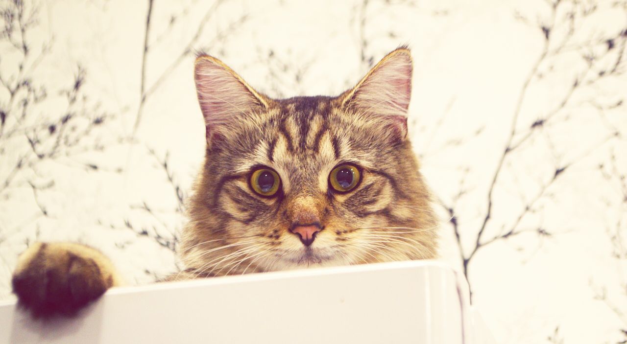 domestic cat, cat, pets, one animal, domestic animals, feline, animal themes, mammal, whisker, portrait, looking at camera, close-up, focus on foreground, staring, alertness, indoors, animal head, animal eye, front view