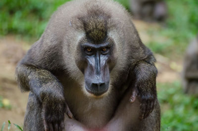 Close-up portrait of monkey