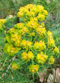 Close-up of yellow flowering plant in field