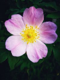 Close-up of pink flower