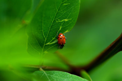 Close-up of ladybug on leaf