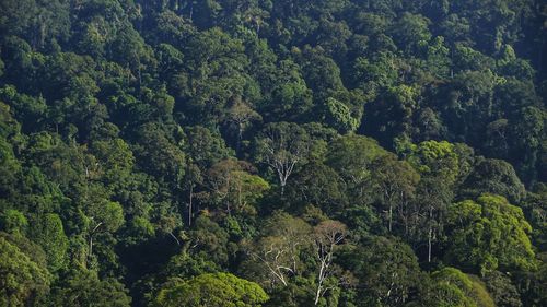 High angle view of trees in forest