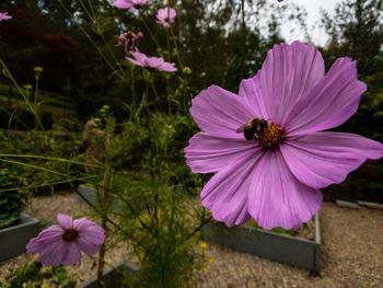 Close-up of cosmos blooming outdoors