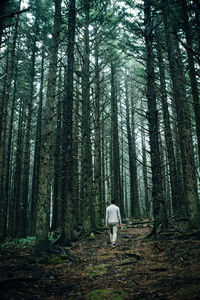 Rear view of man with horse in forest