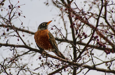 Low angle view of bird perching on tree