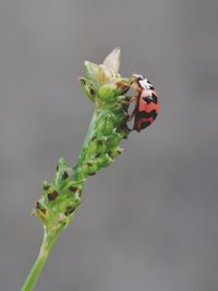 Close-up of ladybug on plant