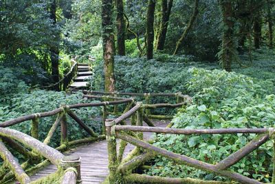View of trees in forest