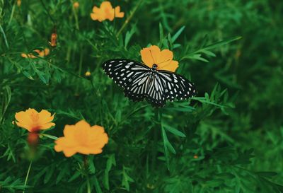 Butterfly pollinating on flower