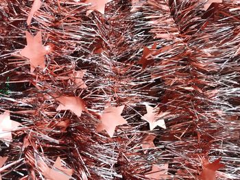 Full frame shot of dried plant