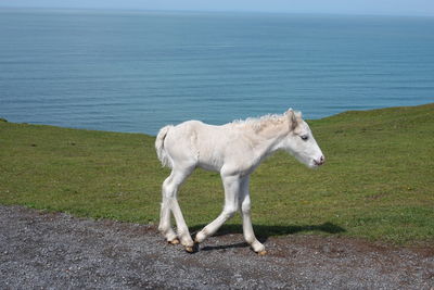 Foal walking along three cliffs bay 