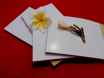 High angle view of white flowers on table