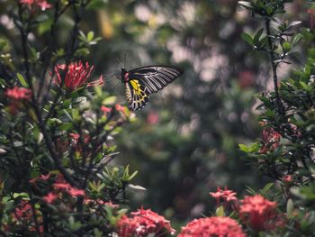 Butterfly on flower