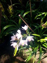 High angle view of flowering plant on field