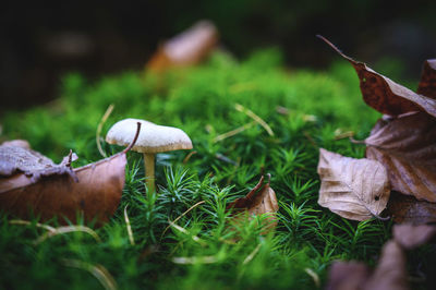 Close-up of mushroom growing on field