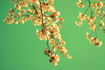 Close-up of cherry blossom tree