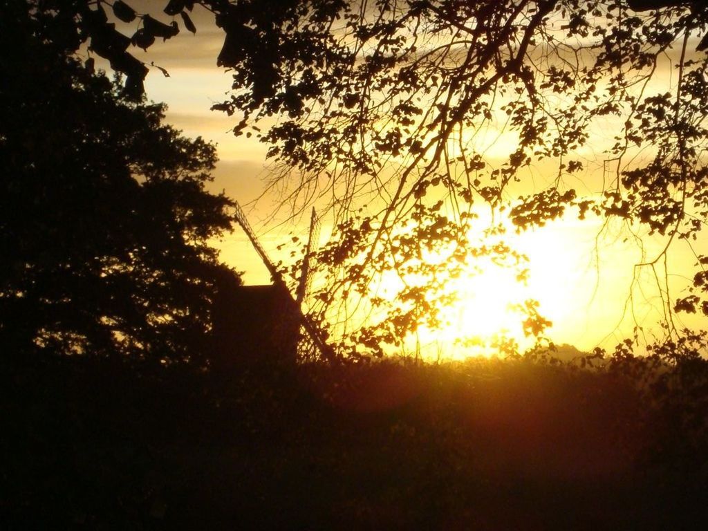 SILHOUETTE OF TREES AT SUNSET