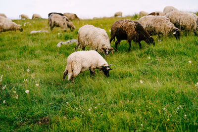 Sheep grazing in a field