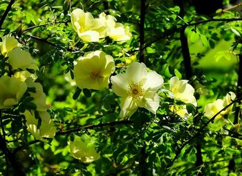 Close-up of white flowering plant