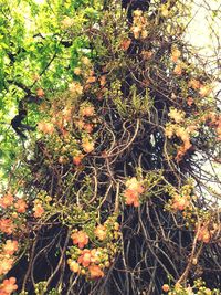 Plants growing on tree