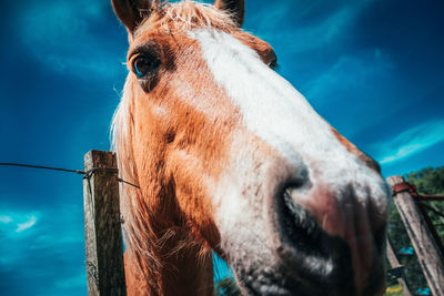 Close-up of horse against sky