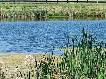 Scenic view of lake